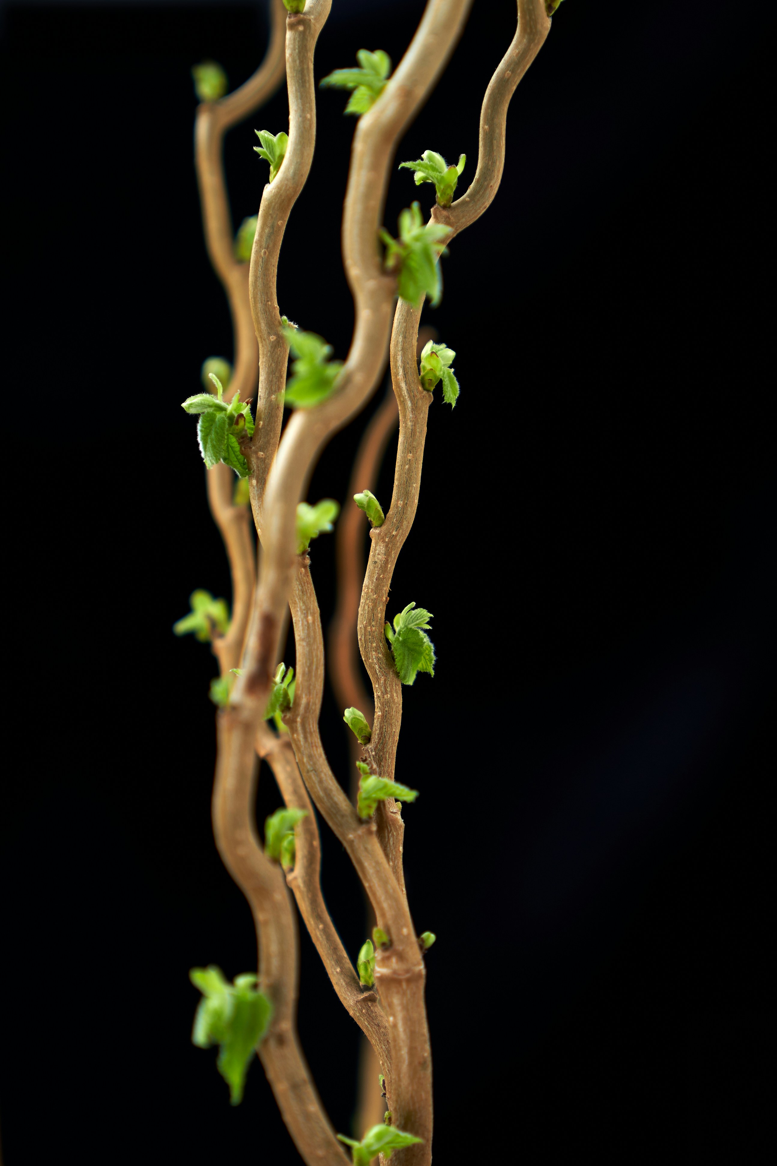 a close up of a plant with green leaves