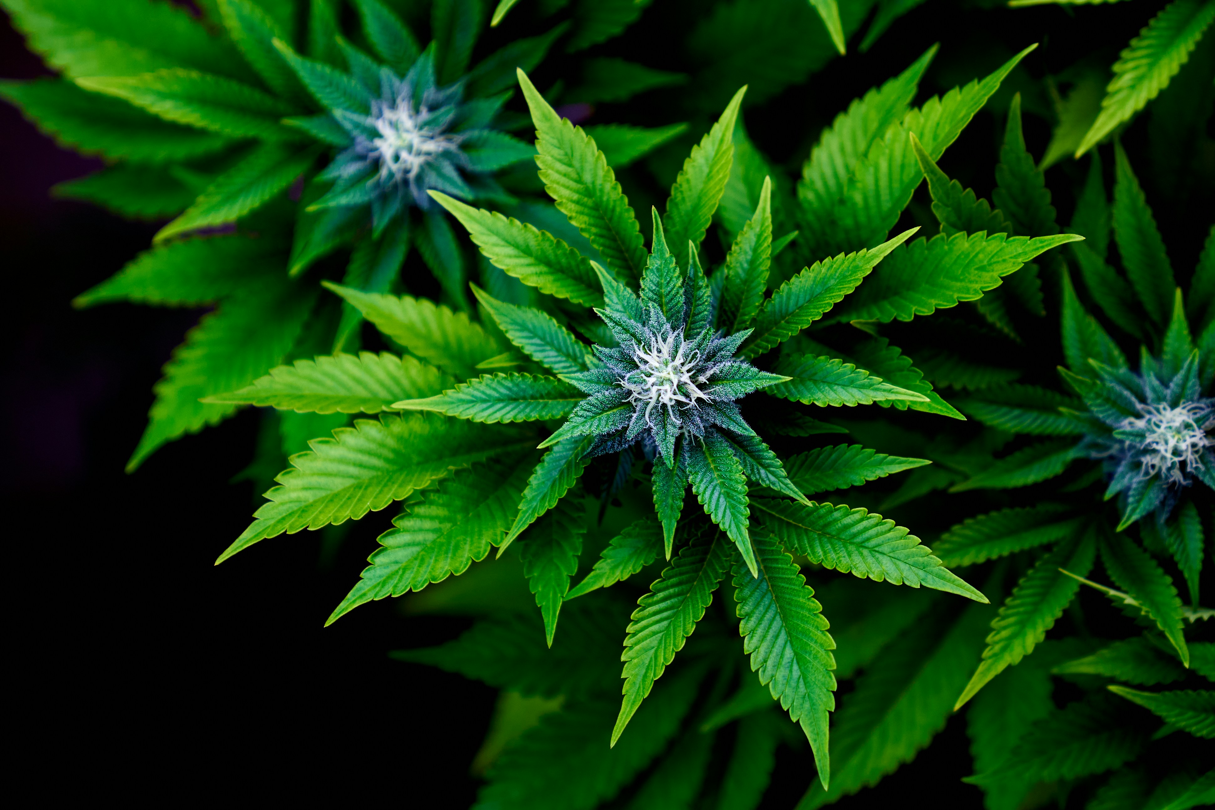 Victorian Report Highlights Need for Updated Workplace Drug Testing Policies