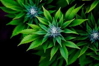 a close up of a bunch of green leaves