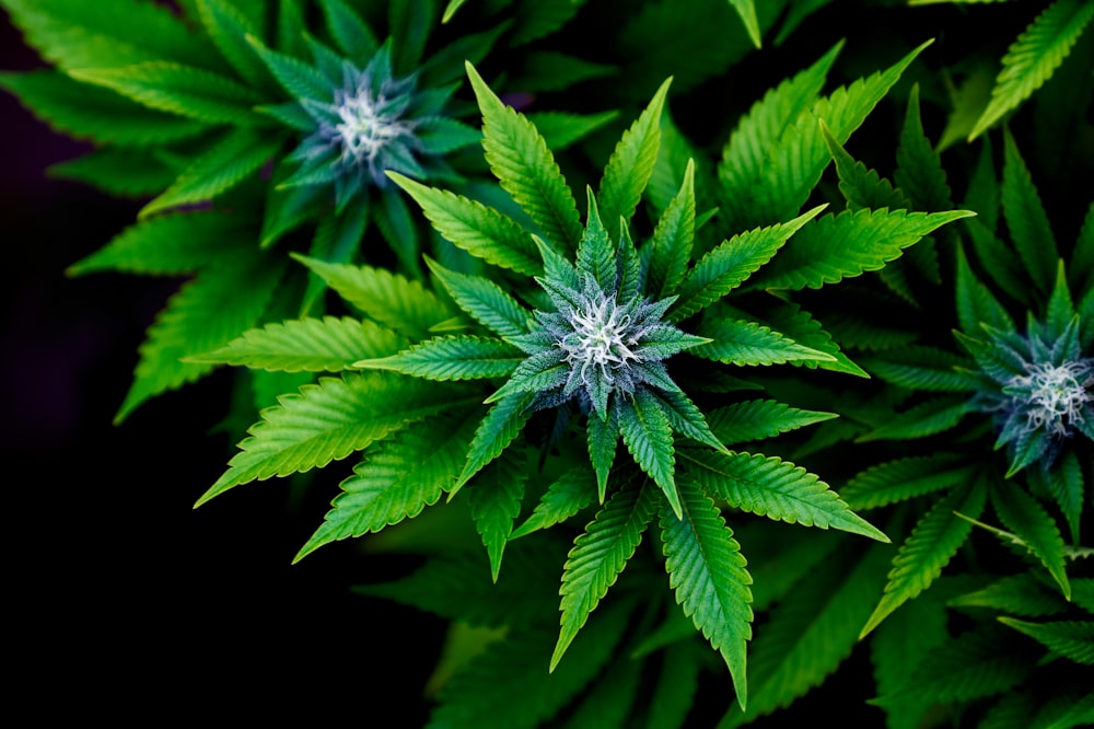 a close up of a bunch of green leaves