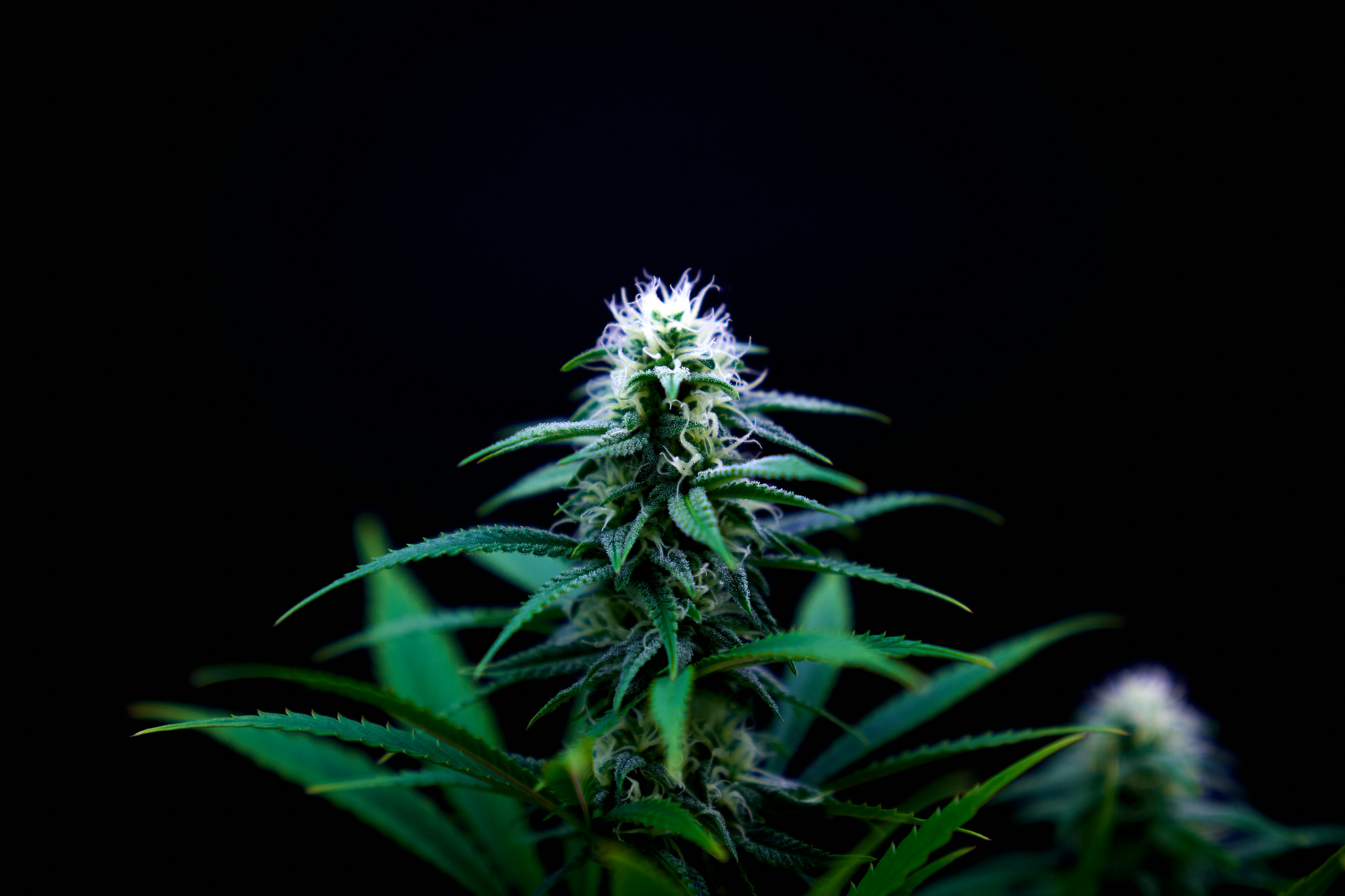 Imágenes de Planta De Marihuana | Descarga imágenes gratuitas en Unsplash, image size:3000x2000
