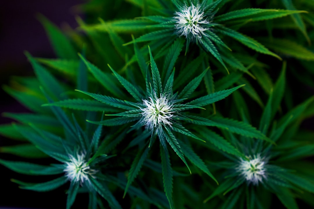 Navigating European Cannabis Laws What US Travelers Need to Know in… — Navigating European Cannabis Laws What US