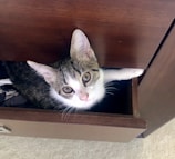 A sleek adivia dresser with a cozy cat curled up inside the integrated sleeping nook.