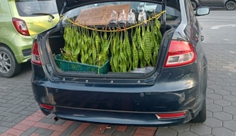 A car with its trunk open is parked on the street. Fresh green petai pods are hanging from the trunk, displayed for sale. A sign inside the trunk mentions pricing details in Malaysian Ringgit. Nearby, another car is parked with a light green color.