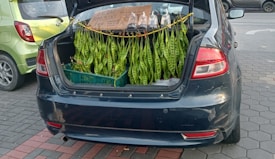 A car with its trunk open is parked on the street. Fresh green petai pods are hanging from the trunk, displayed for sale. A sign inside the trunk mentions pricing details in Malaysian Ringgit. Nearby, another car is parked with a light green color.