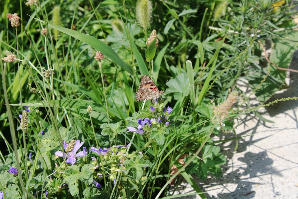 a bunch of flowers that are in the grass