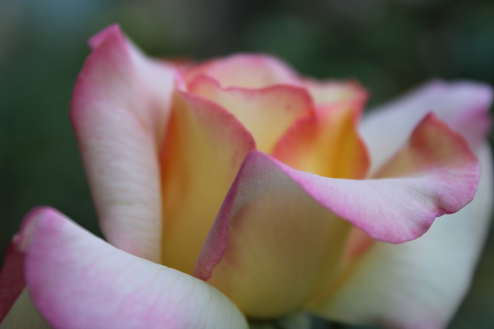 a close up of a pink and yellow rose