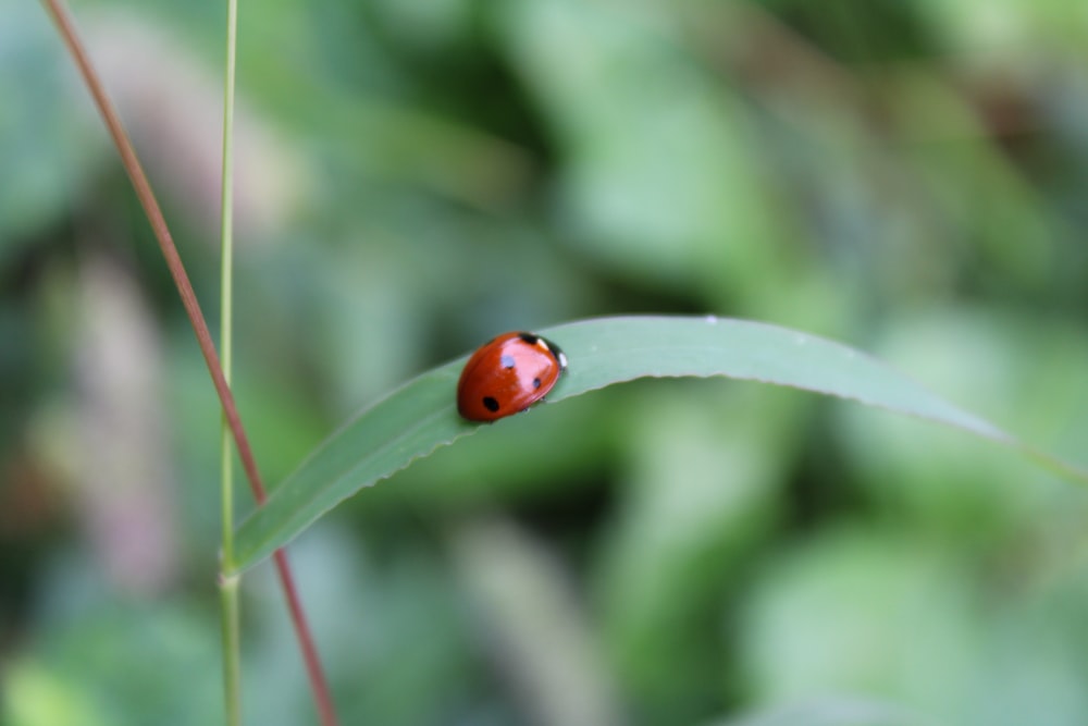 a lady bug sitting on top of a green leaf