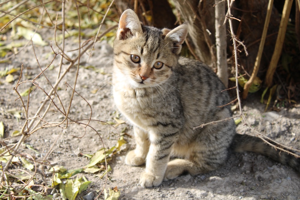 a cat sitting on the ground next to a bush