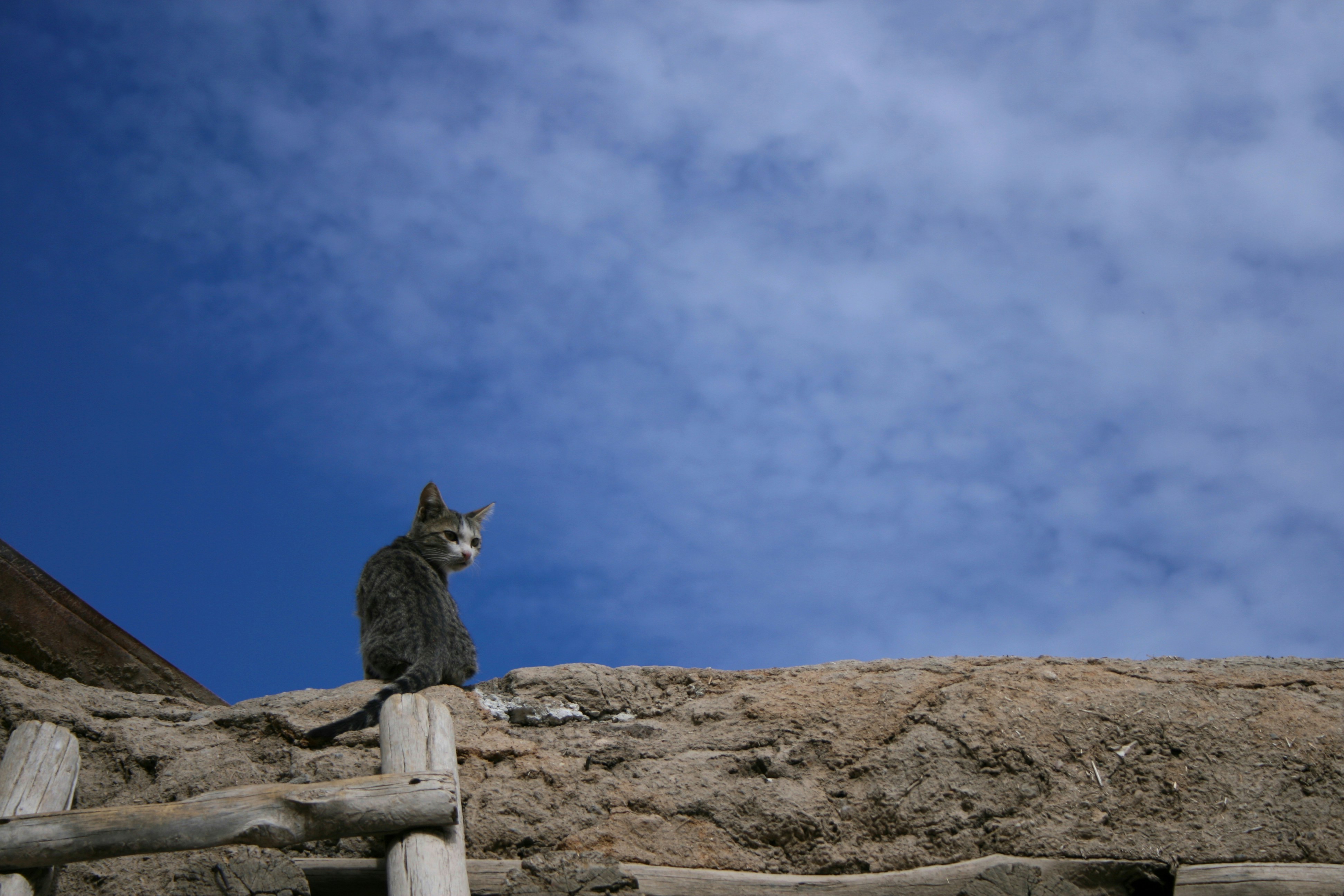 a cat sitting on top of a wooden fence