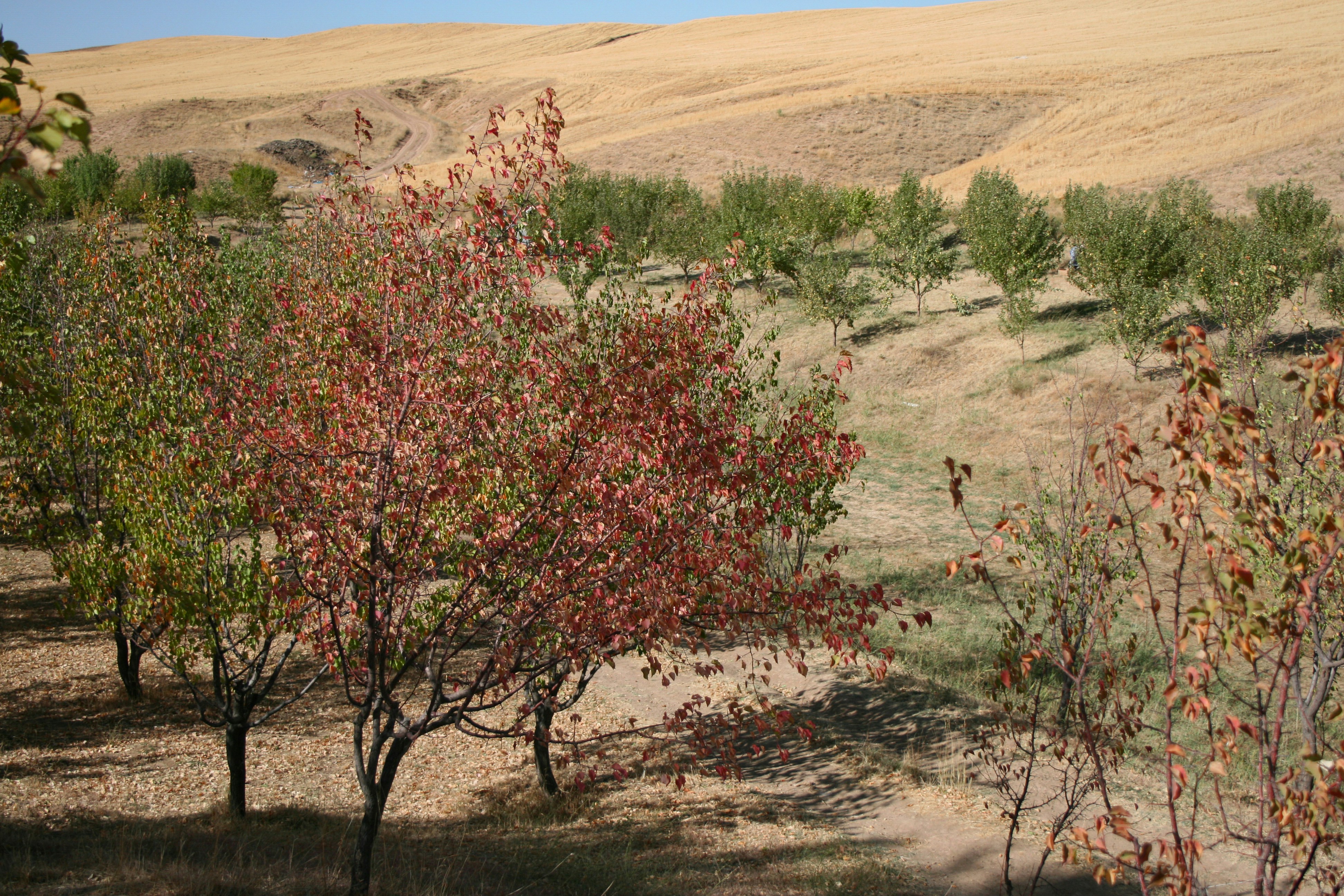 Climate Change? Native Plants Are Already Prepared (image credits: unsplash)
