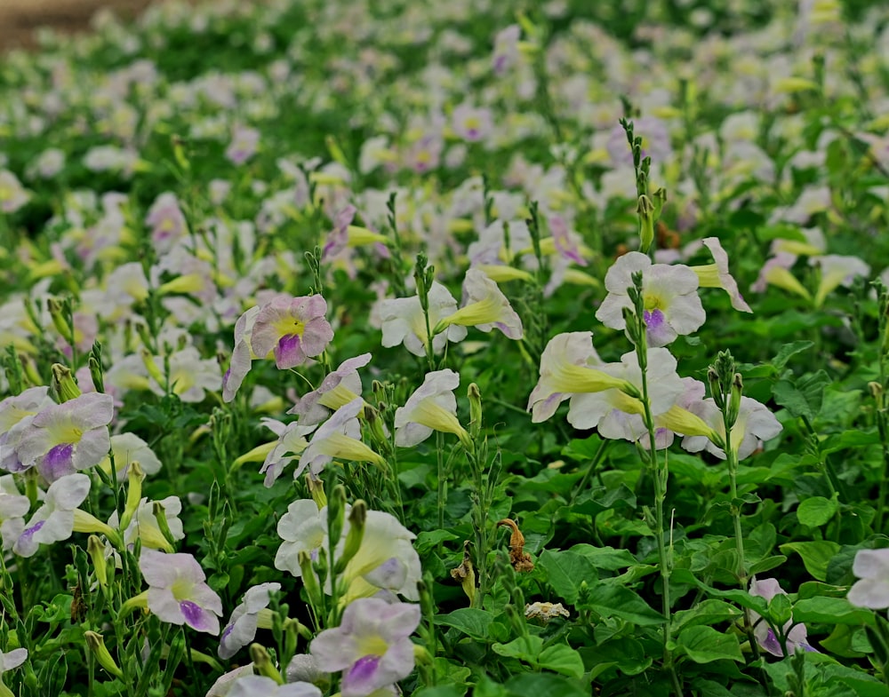 a field full of white and purple flowers