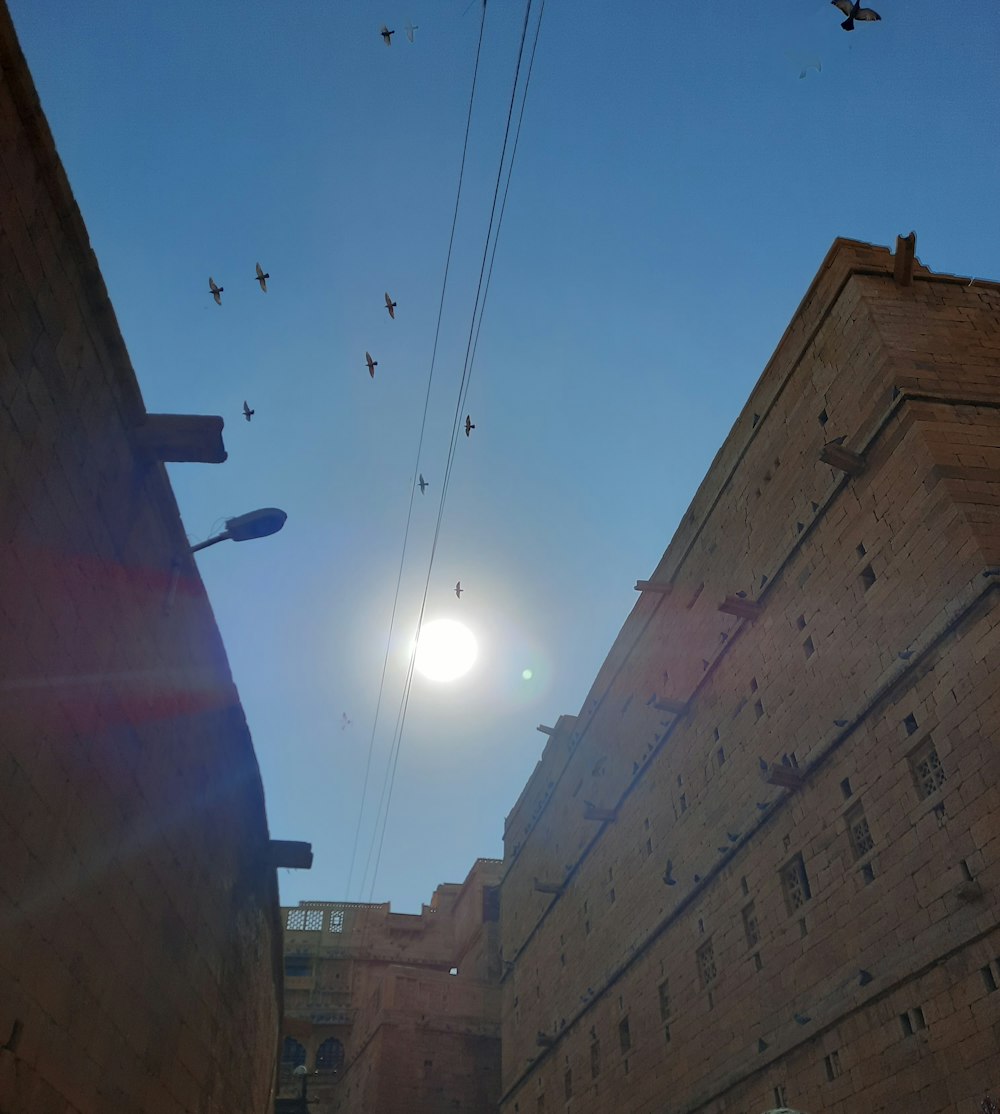 birds flying in the air above a city street