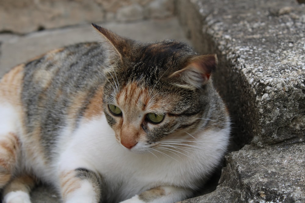 a calico cat sitting on the ground next to a stone wall