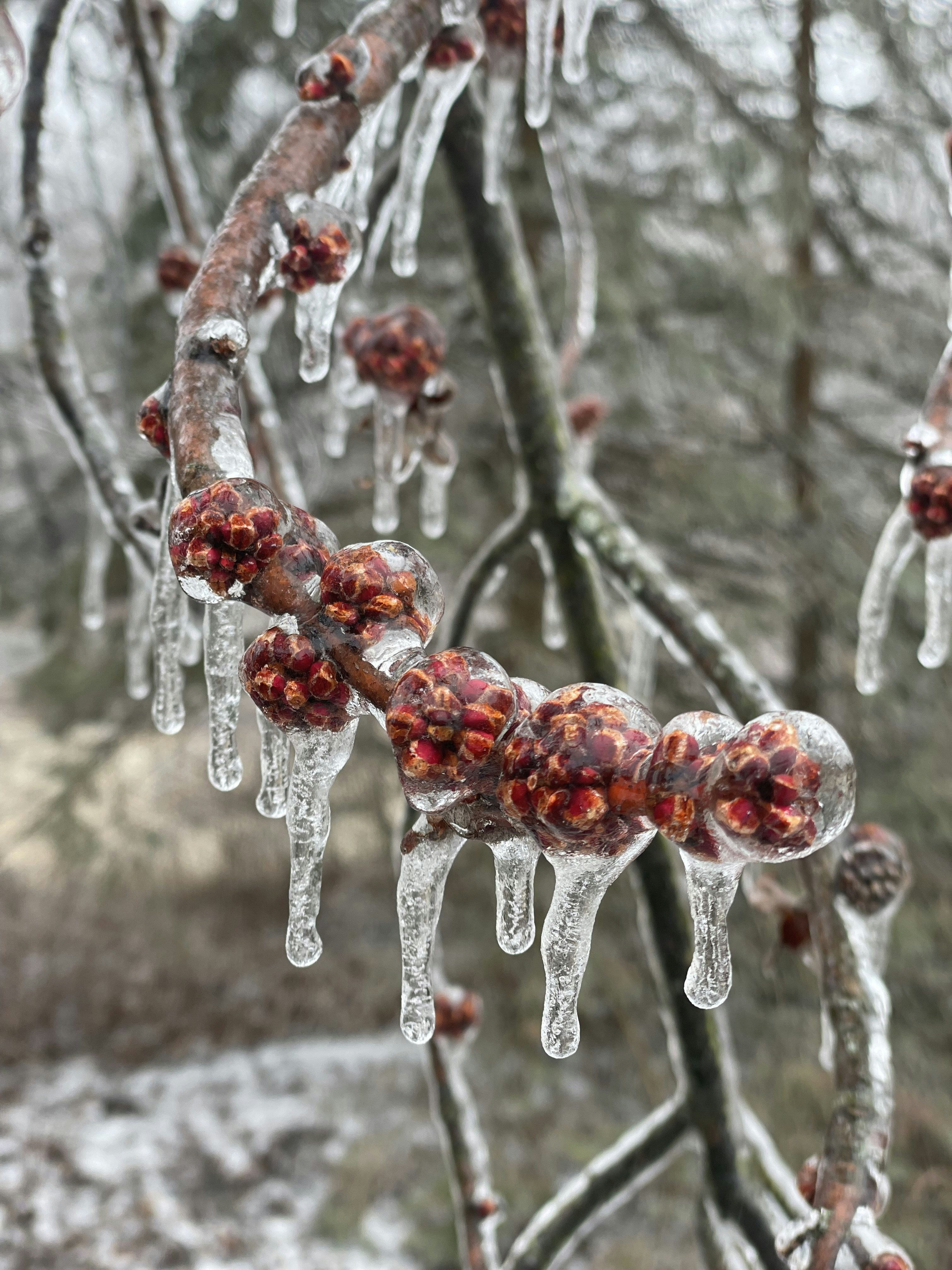 Icicles and Trees on a Winter Day Stock Photo - Image of nature, icicles:  137904760, image size:3000x4000