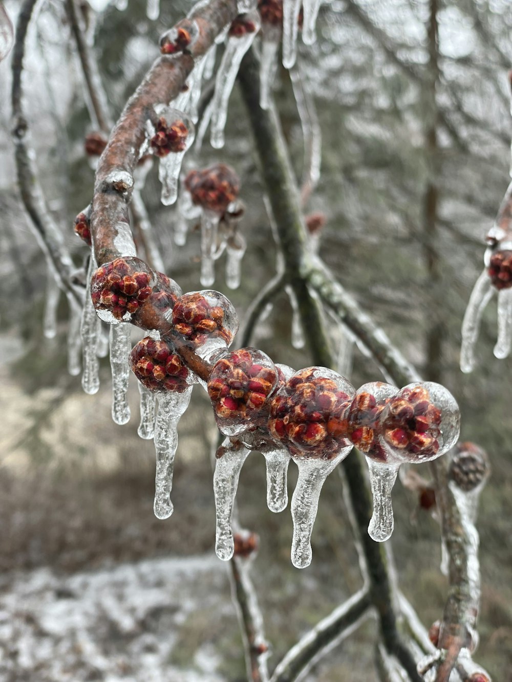 a tree with ice hanging off of it's branches