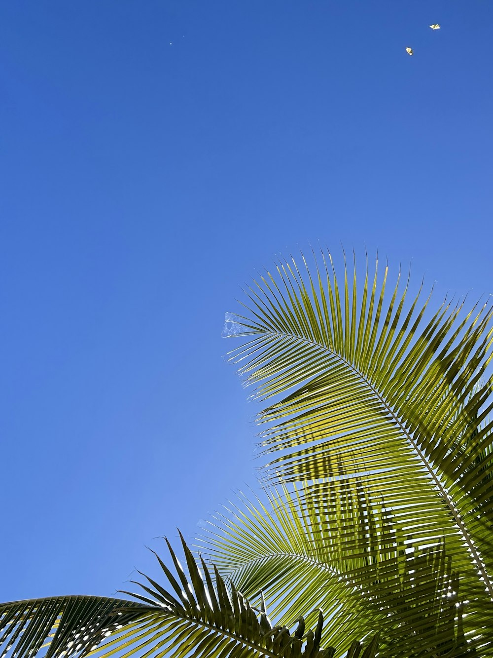 a palm tree leaves and a clear blue sky