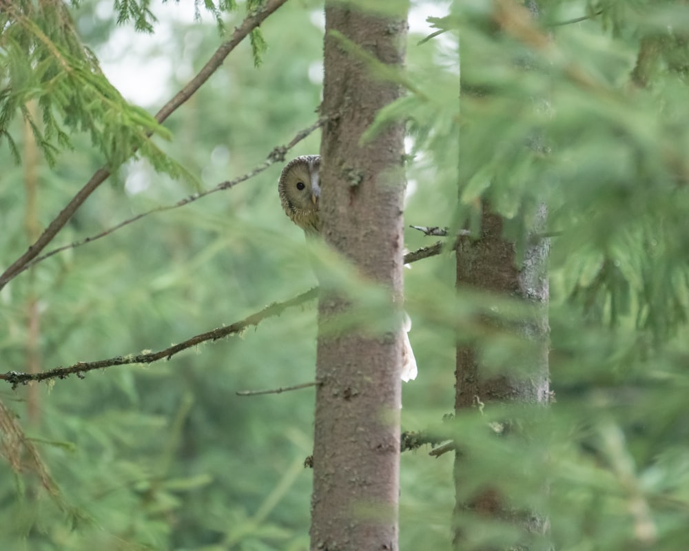 an owl is perched on a tree in the woods