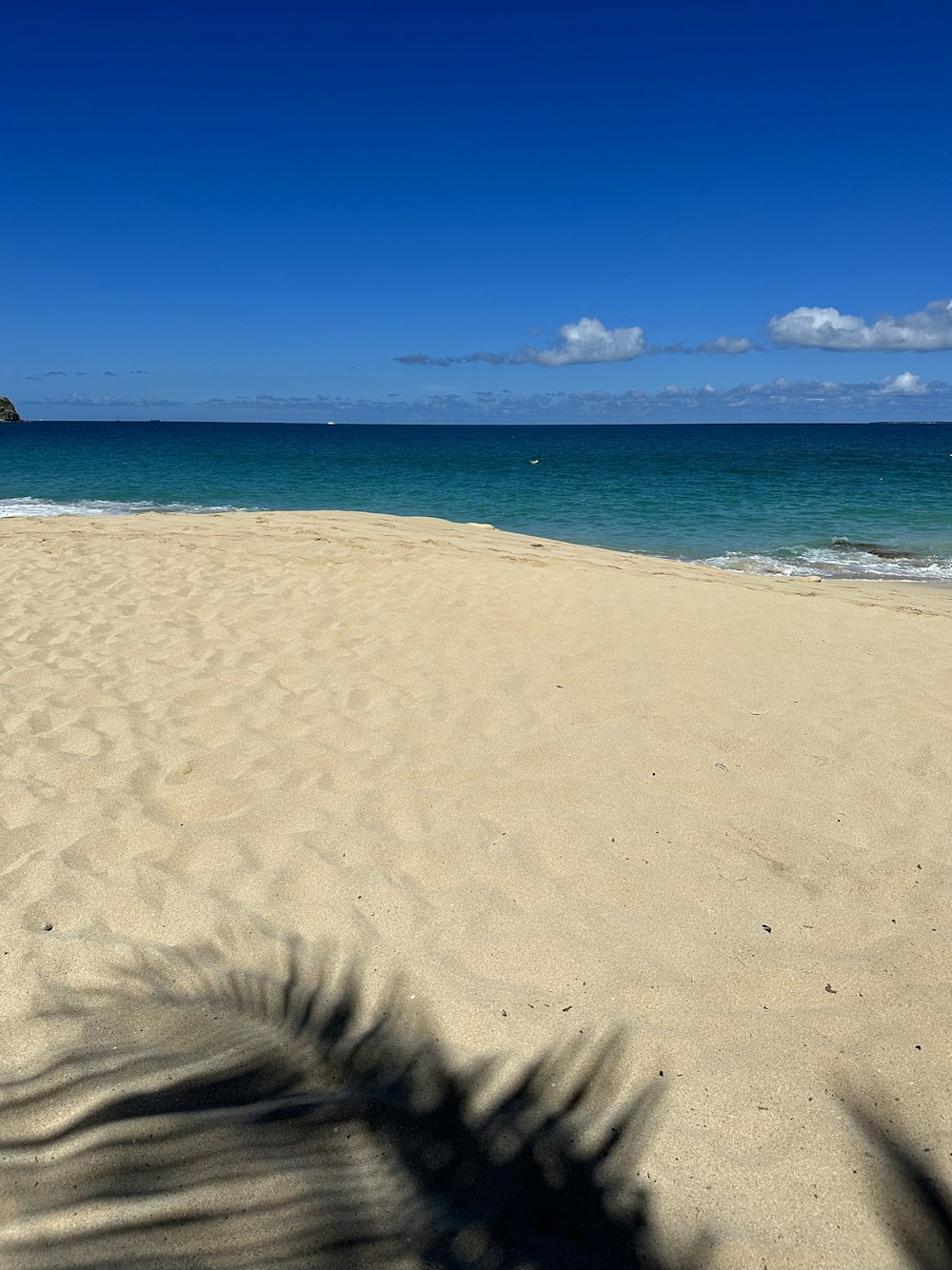 a shadow of a palm tree on a beach