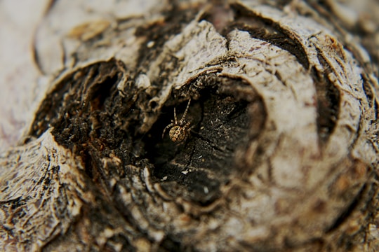 Close-up of nature-inspired jewelry with symbols of trees and animals glowing softly.