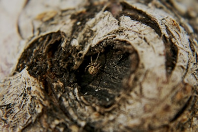 Delicate jewelry featuring native wildflowers and woodland animal motifs displayed on natural bark.