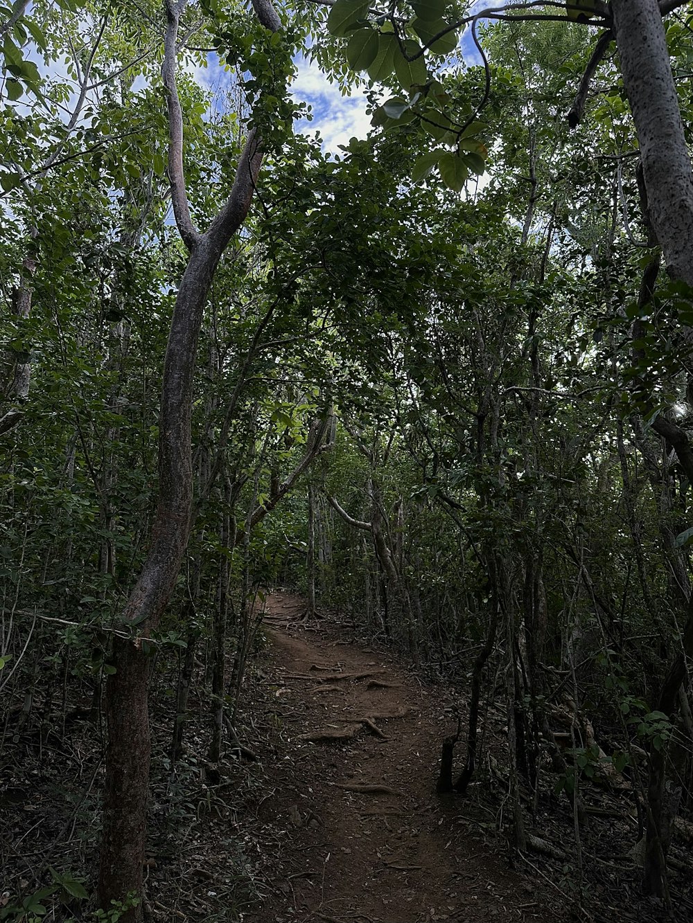 a dirt path in the middle of a forest