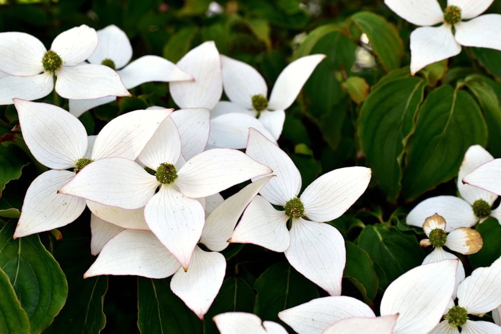 ein Strauß weißer Blüten mit grünen Blättern