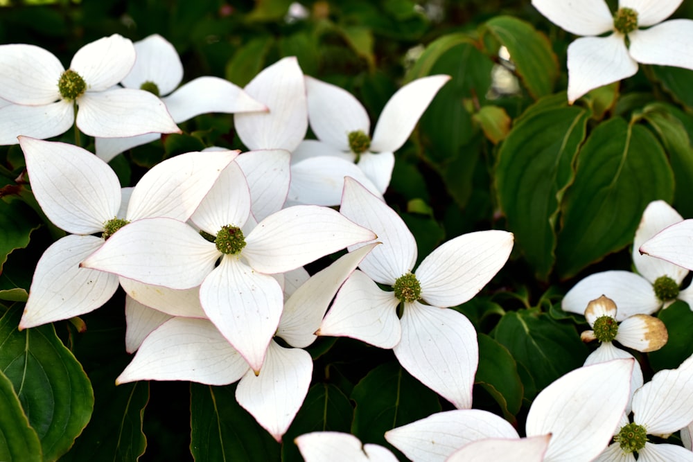 a bunch of white flowers with green leaves