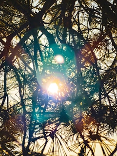 the sun is shining through the branches of a pine tree
