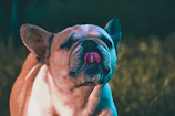 A close-up of a playful lilac French Bulldog puppy sitting on soft grass in Heath.