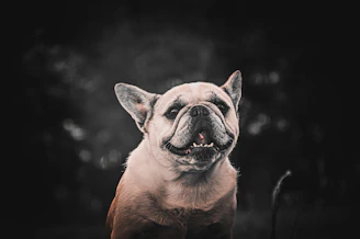 Portrait of an alert isabella French Bulldog with expressive eyes and soft ears.