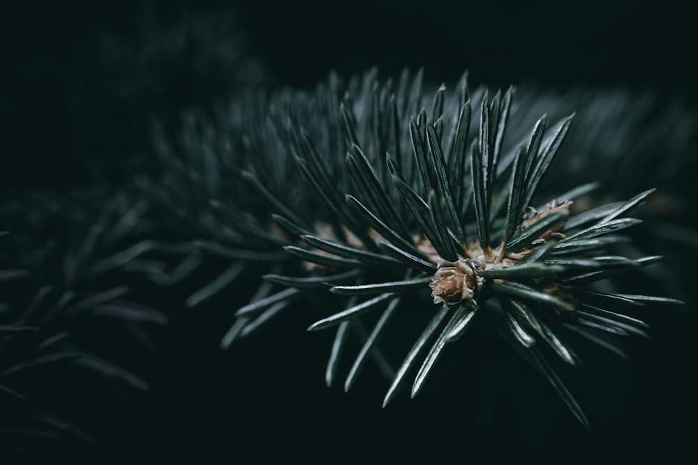 a close up of a pine tree branch