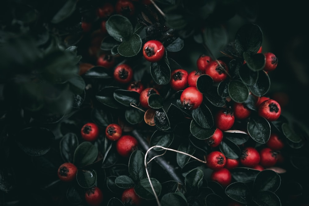 a bush with red berries and green leaves