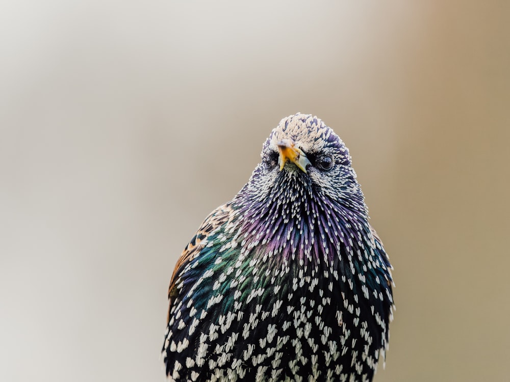 a close up of a bird with a blurry background