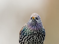 A close up of a bird with a blurry background