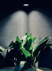 a green plant sitting on top of a wooden table