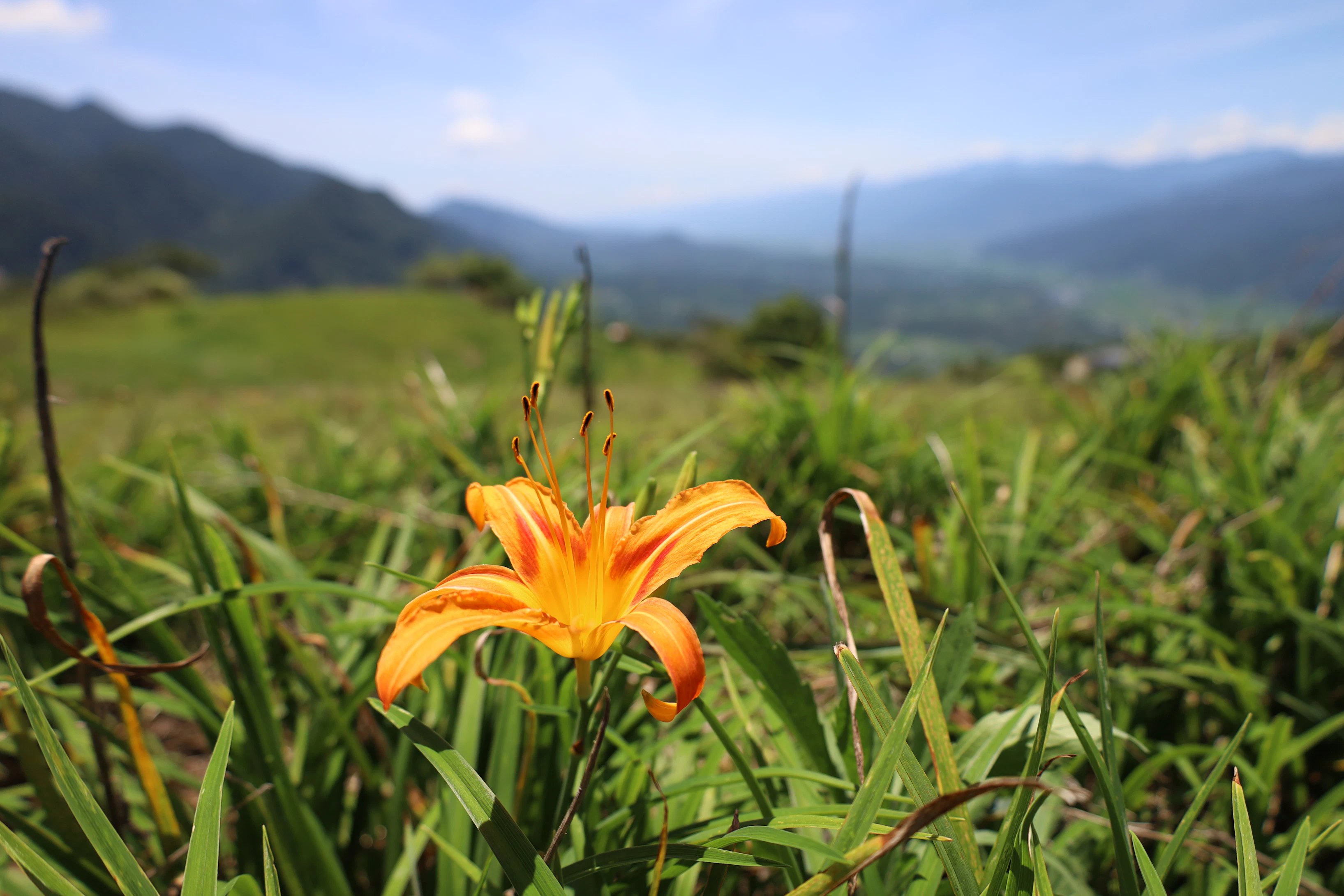 Qwen3——技术报告详解