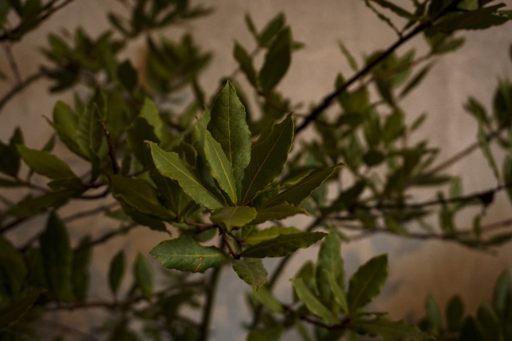 a branch of a tree with green leaves