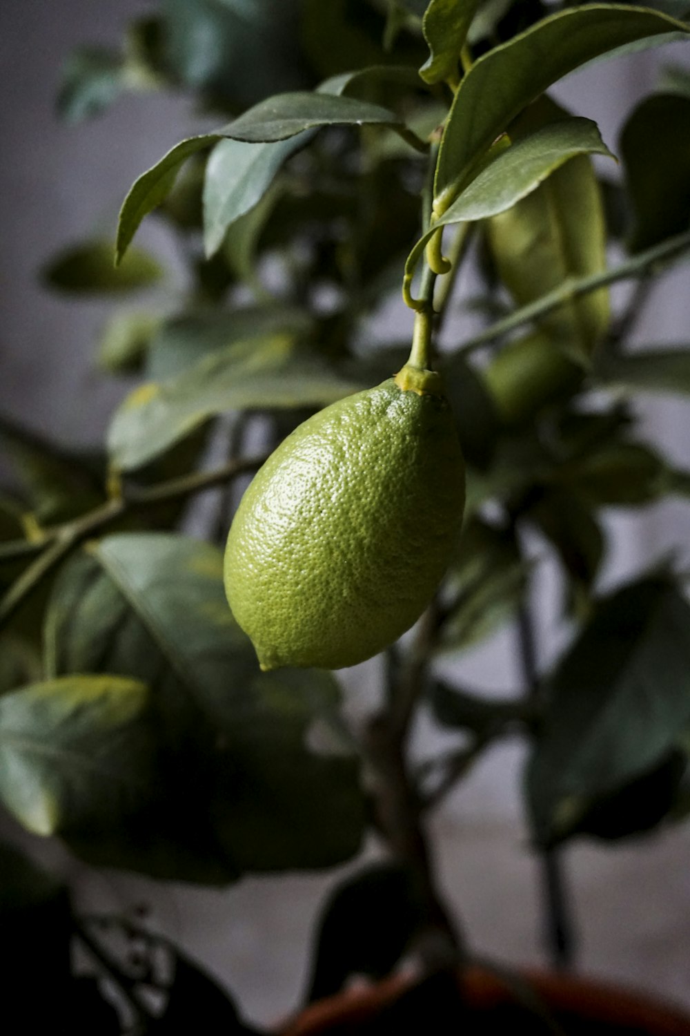 a lime hanging from a tree in a pot