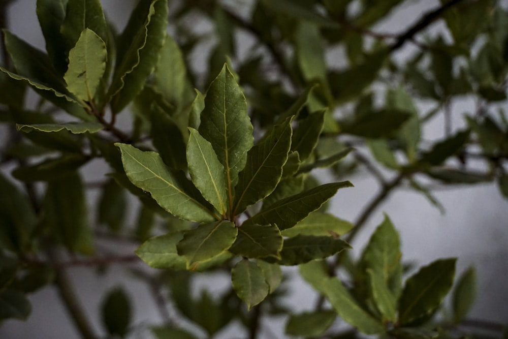 a branch of a tree with green leaves