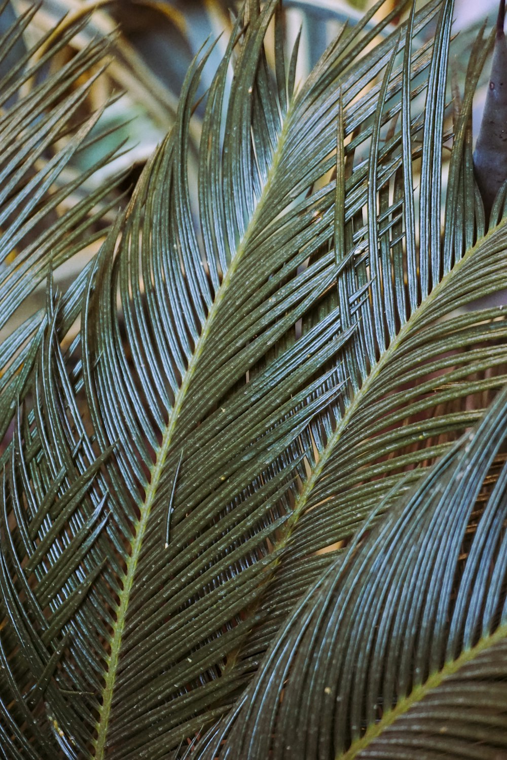 a close up of a green plant with leaves