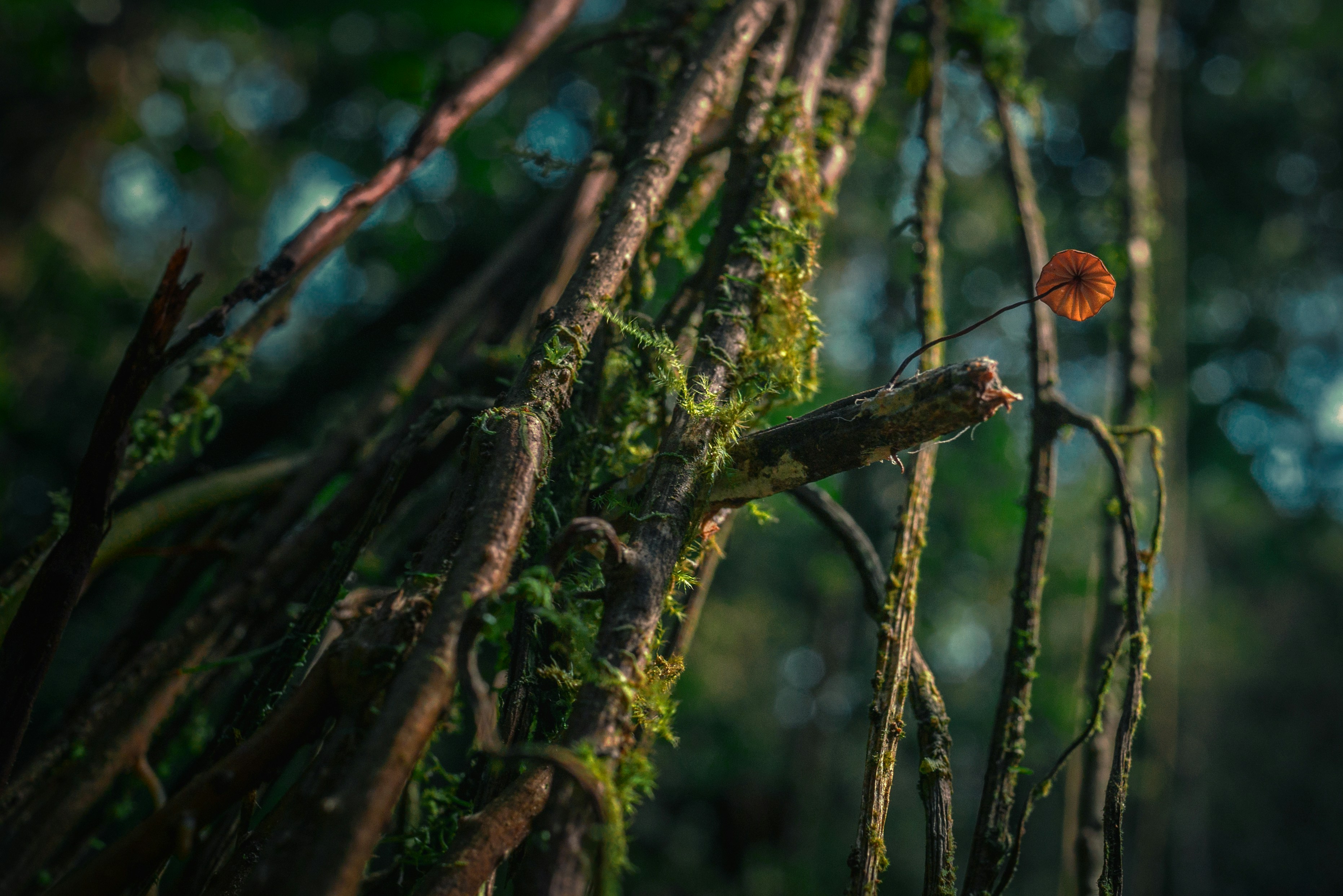 a small orange flower sitting on top of a tree branch
