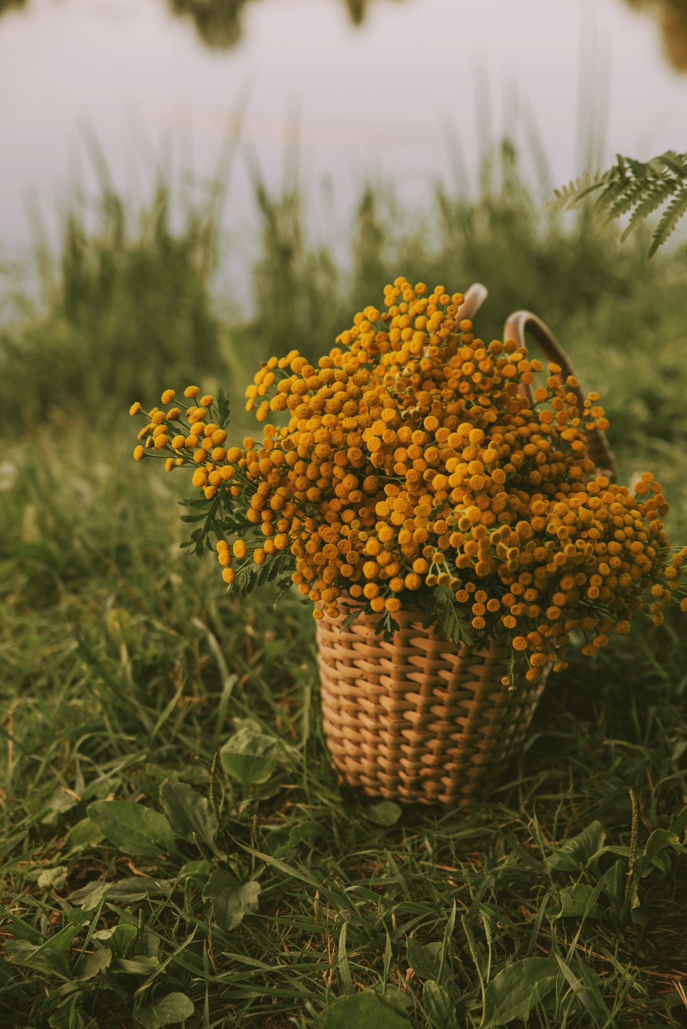 a basket full of yellow flowers sitting in the grass