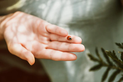 A child gently holding a ladybug on their finger amidst green leaves.