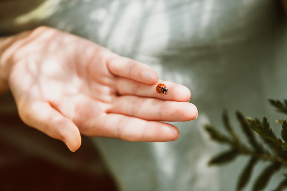 a lady bug sitting on top of a person's hand