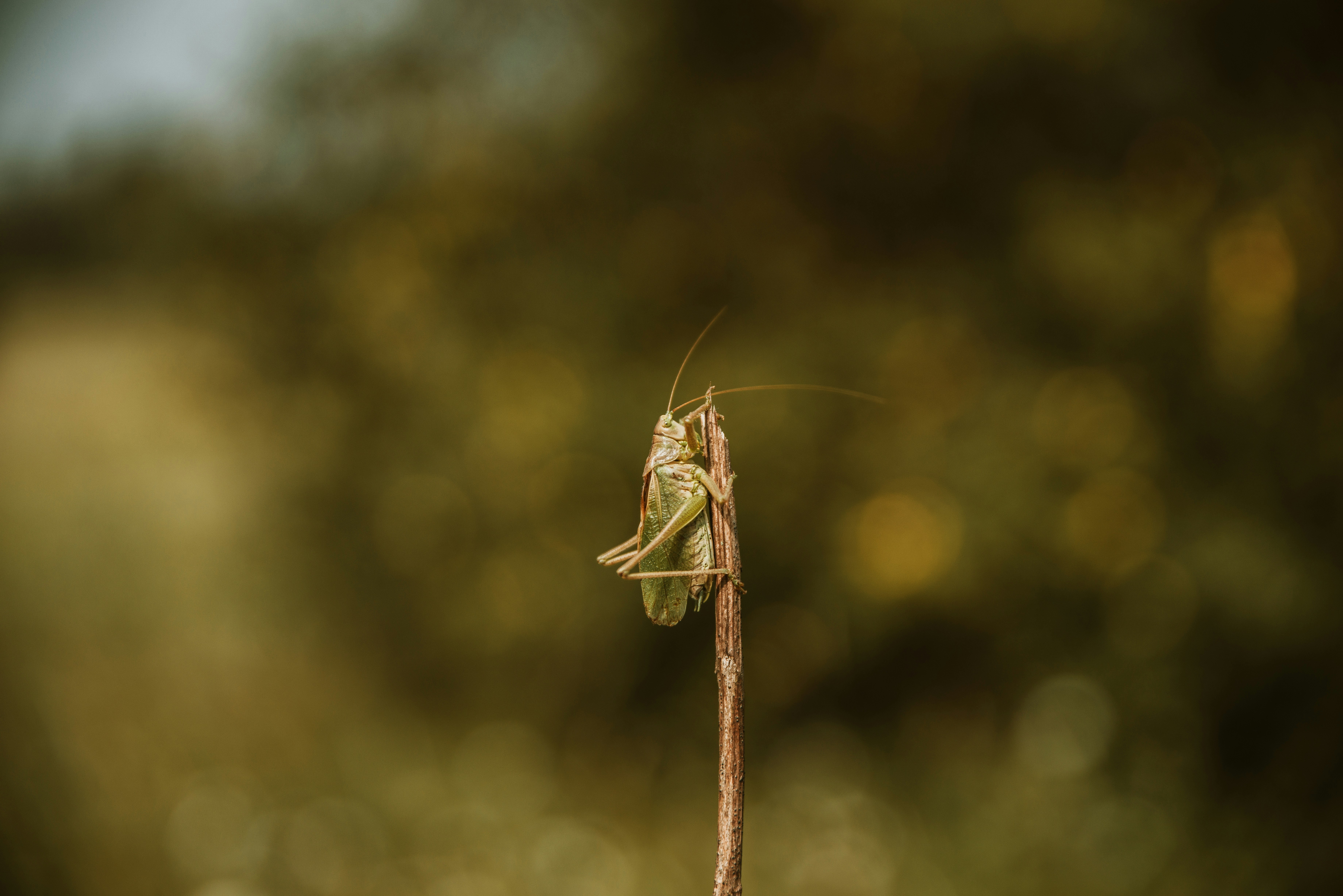 Photo by anitaaustvika