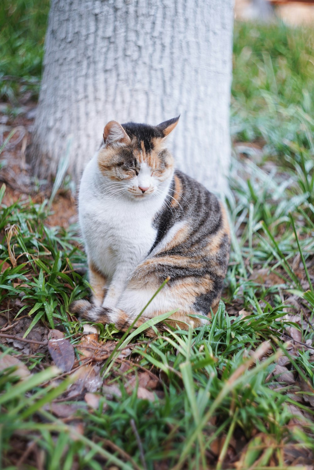 a cat sitting in the grass next to a tree