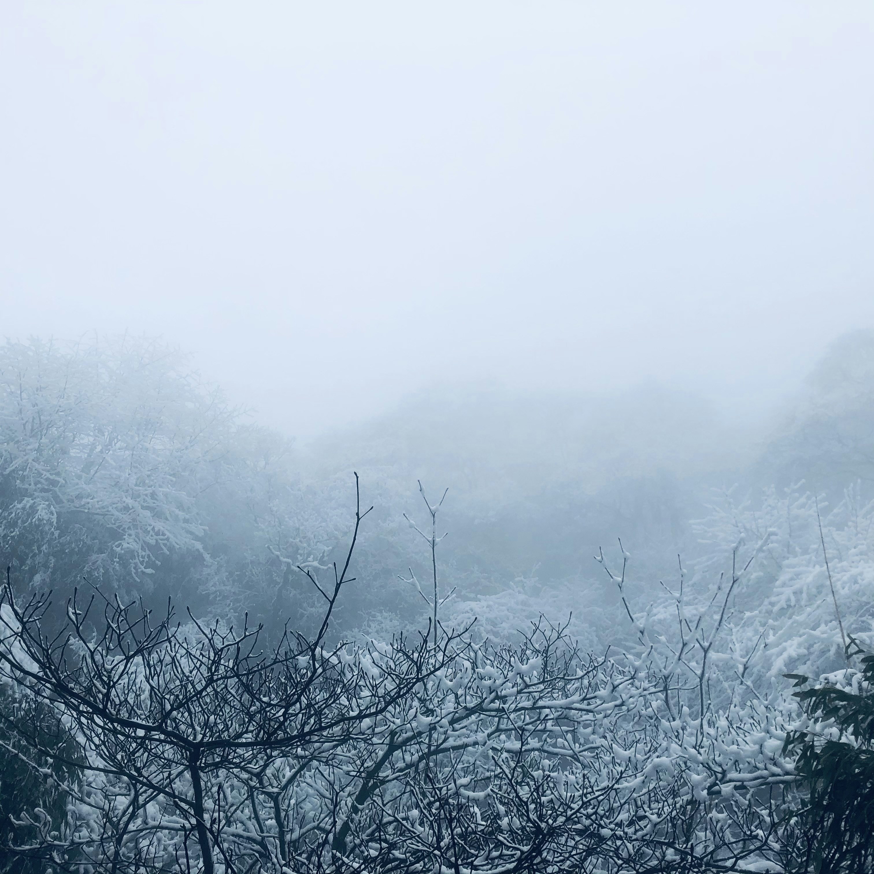 A foggy forest filled with lots of trees photo – Free Weather Image on ...