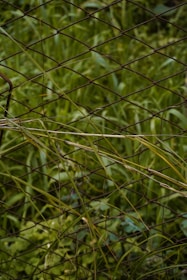 Image showing pvc-coated wire mesh with vibrant green color in outdoor setting.