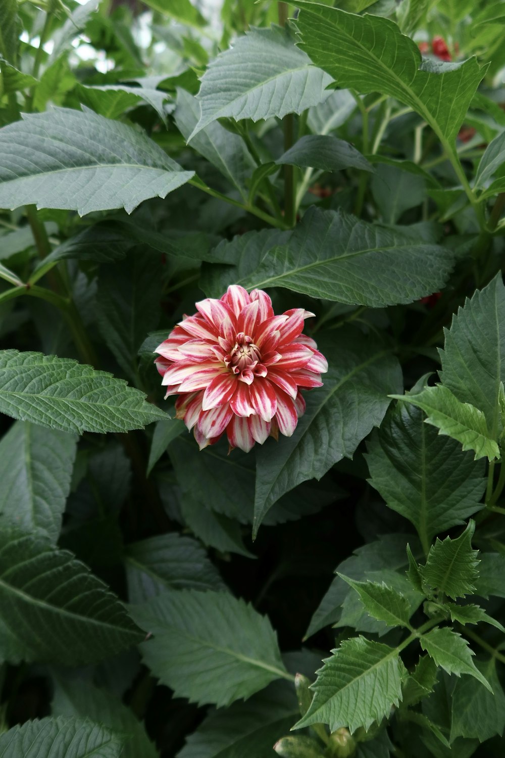 a pink and white flower surrounded by green leaves